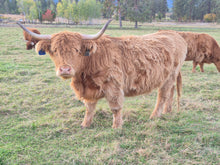 Pippa of Avery Farms (PV, D)