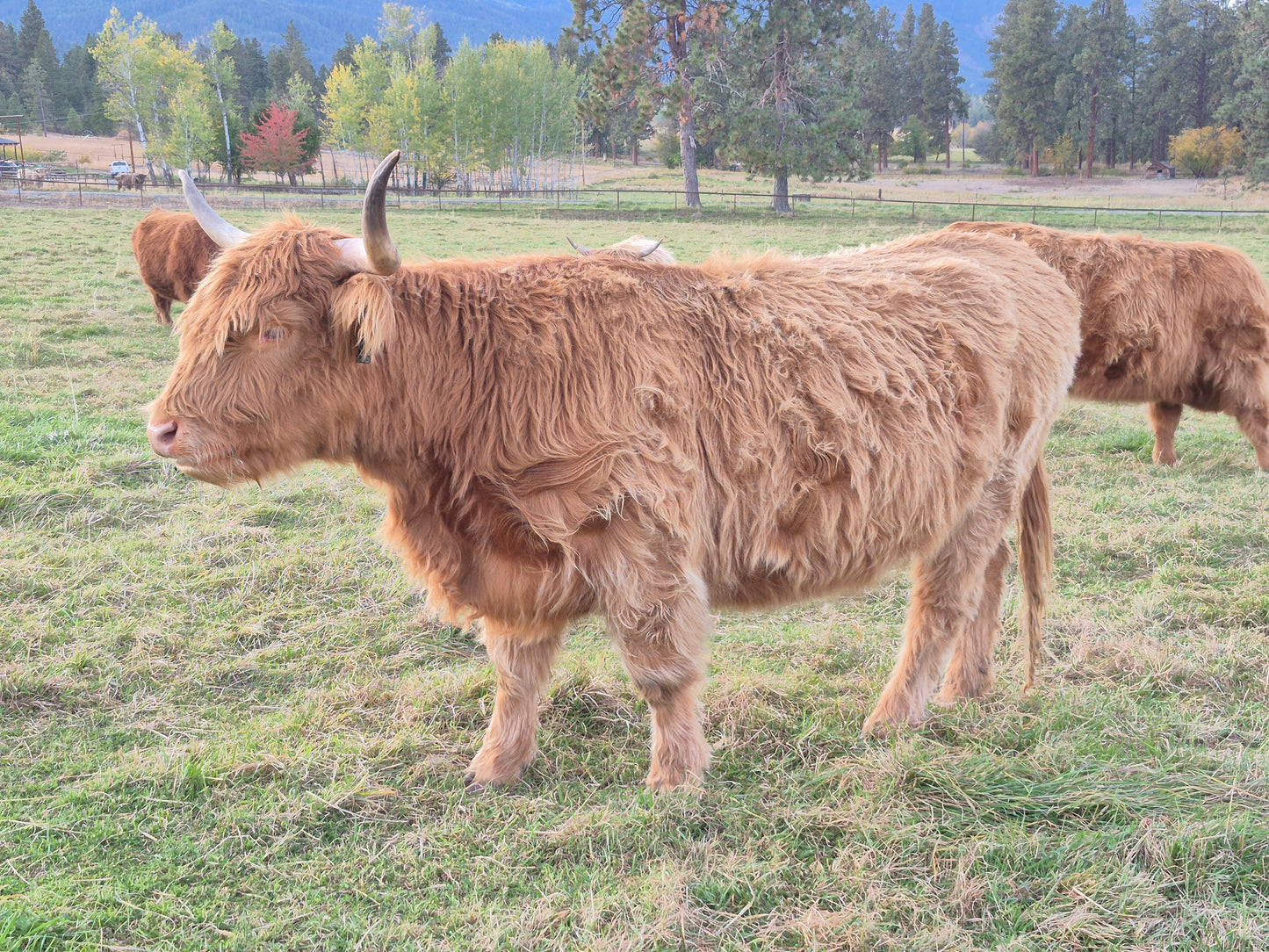 Pippa of Avery Farms (PV, D)
