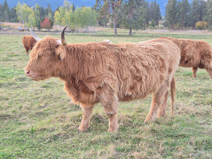 Pippa of Avery Farms (PV, D)