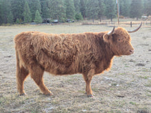 SP Rosie '19