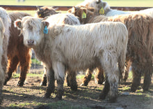 Unregistered Heifer #2