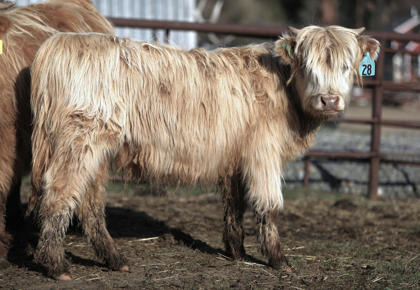 Unregistered Heifer #2