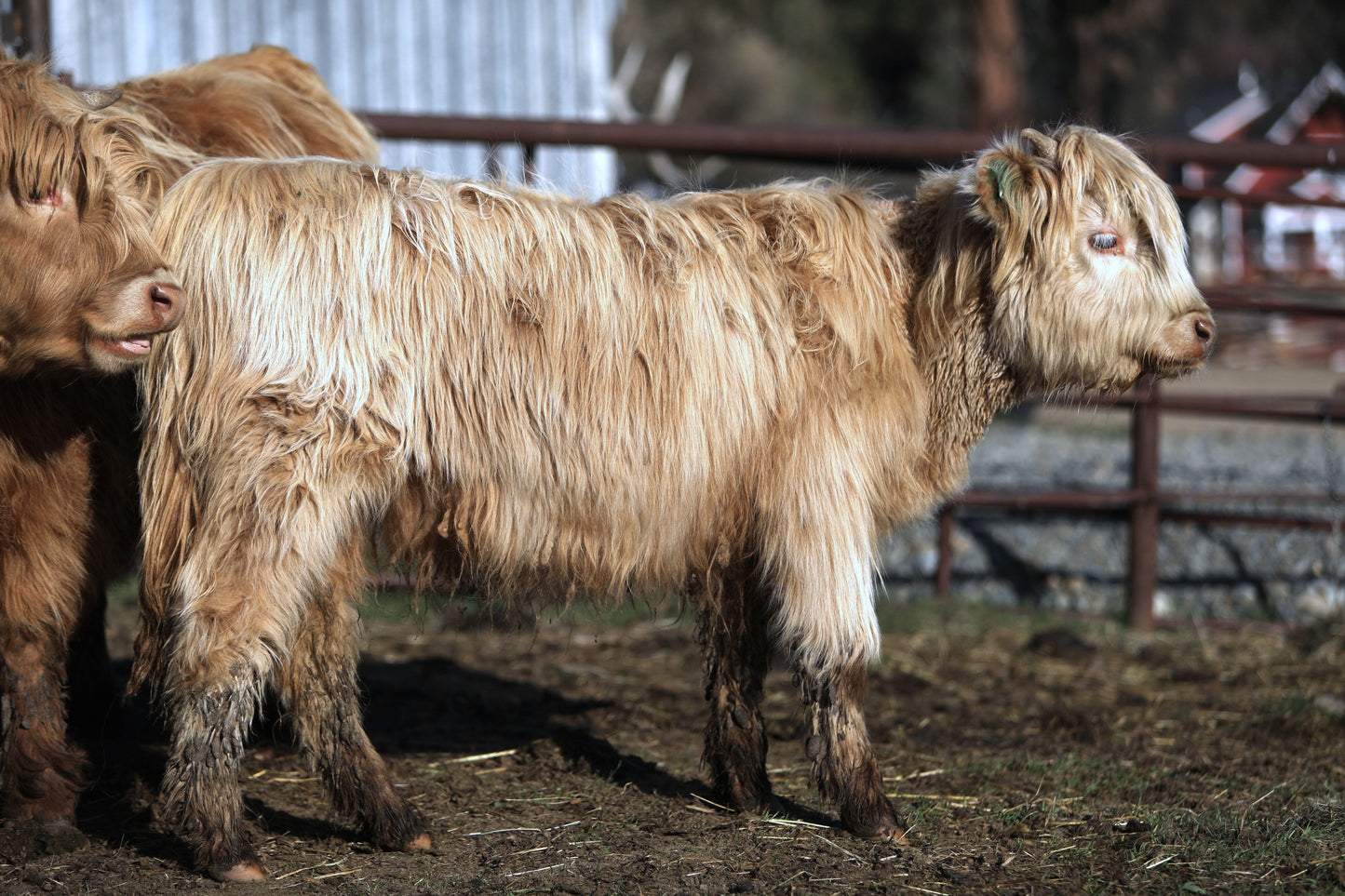 Unregistered Heifer #2