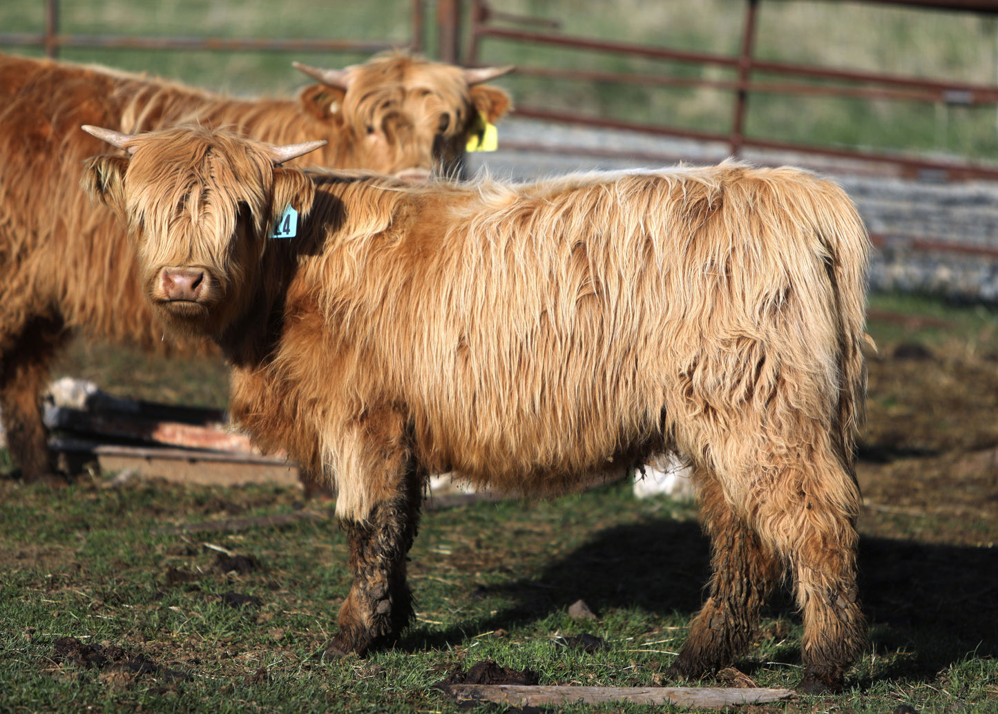 Unregistered Heifer #3