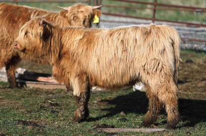 Unregistered Heifer #3