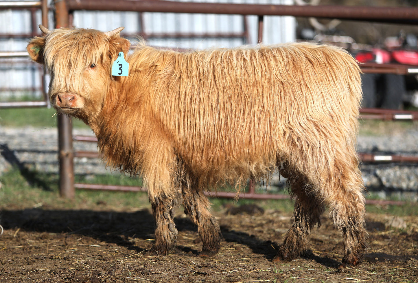 Unregistered Heifer #1