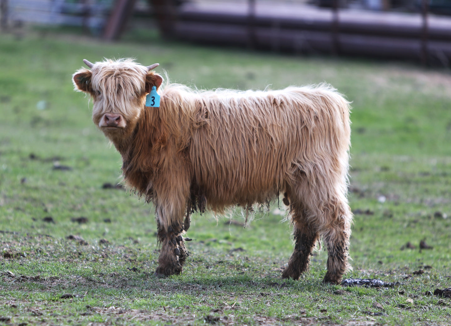 Unregistered Heifer #1