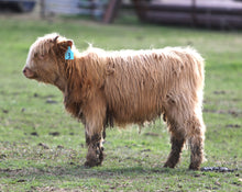 Unregistered Heifer #1