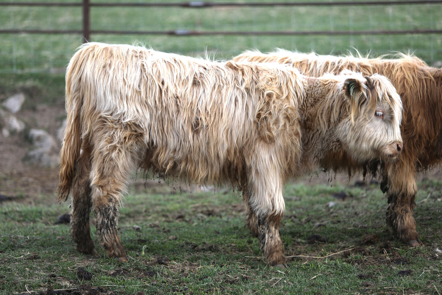 Unregistered Heifer #2