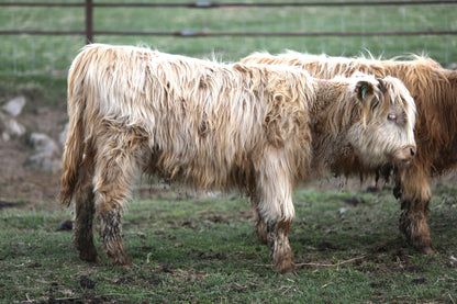 Unregistered Heifer #2