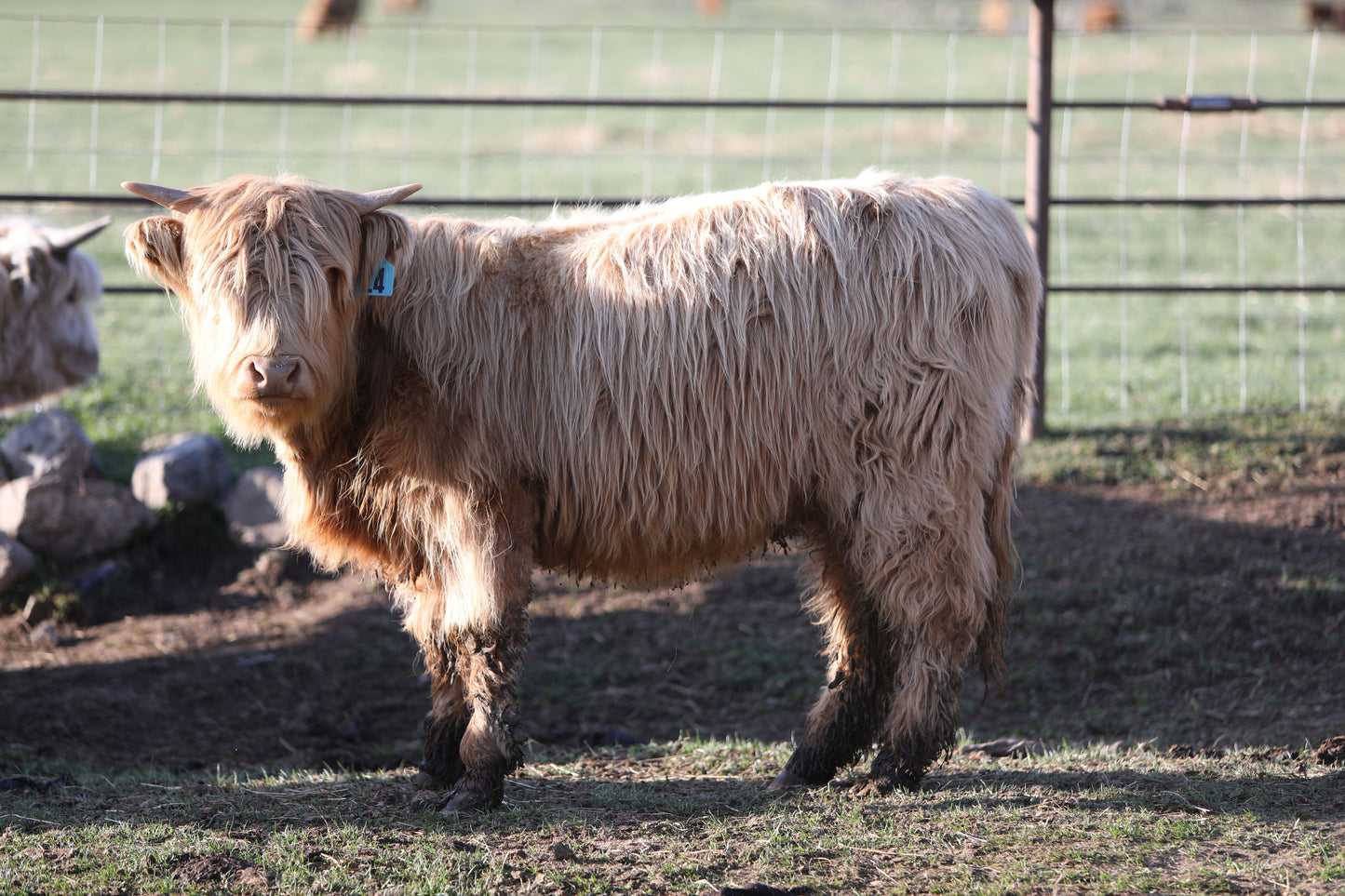 Unregistered Heifer #3