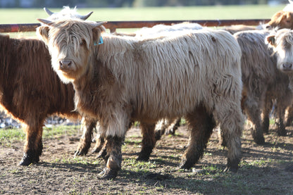 Unregistered Heifer #3