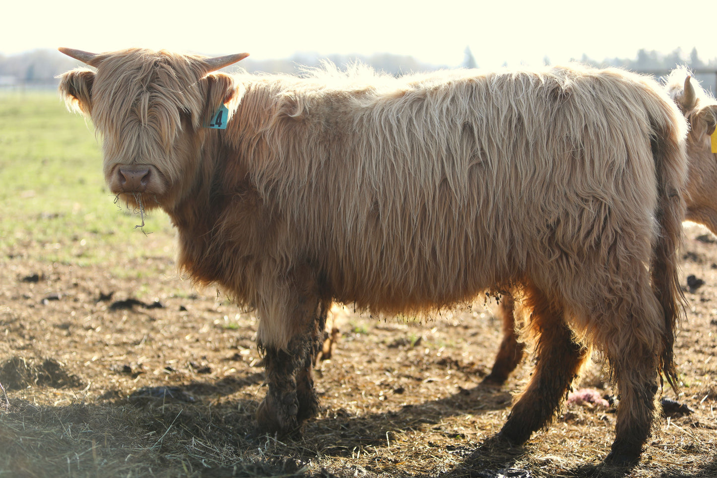 Unregistered Heifer #3