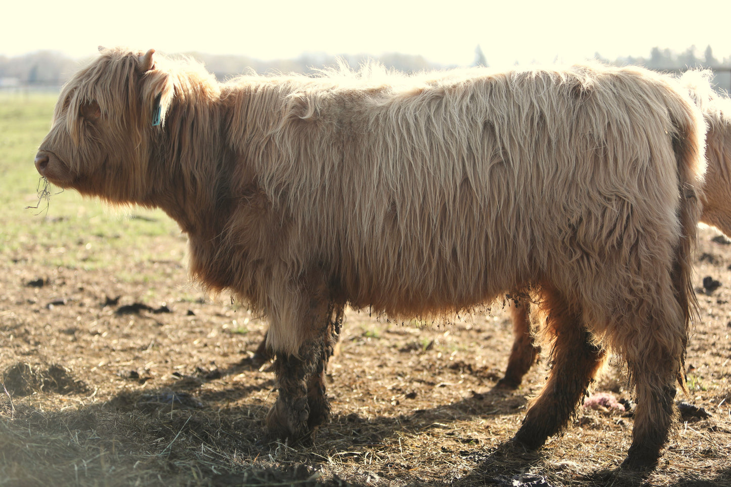 Unregistered Heifer #3