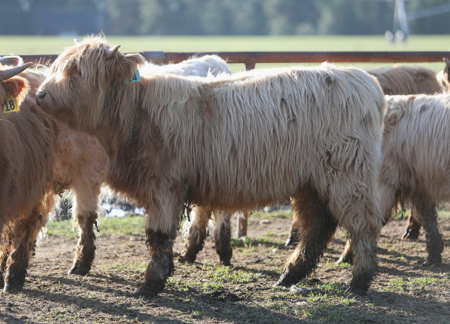 Unregistered Heifer #3
