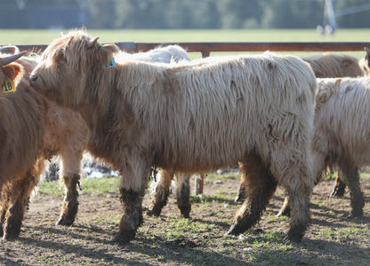 Unregistered Heifer #3