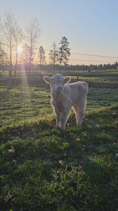2025 Bottle Baby - Registered Bull Calf