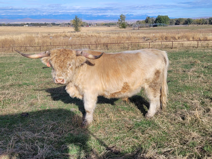 Mac of Avery Farms