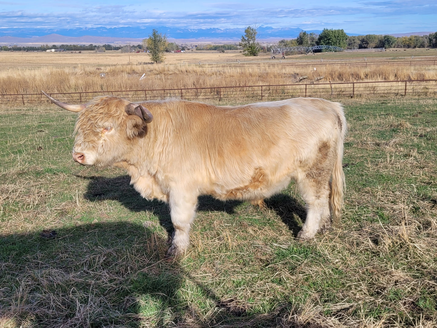 Mac of Avery Farms